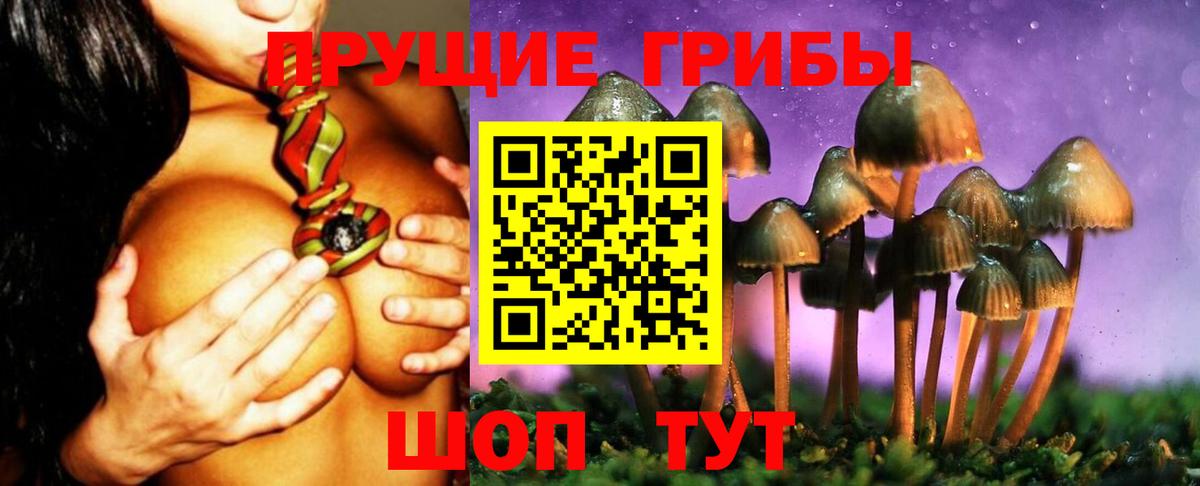 Галлюциногенные грибы Psilocybe Бердск